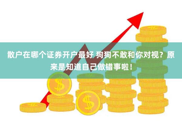 散户在哪个证券开户最好 狗狗不敢和你对视？原来是知道自己做错事啦！